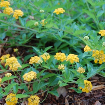 Lantana camara 'New Gold'