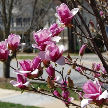 Magnolia 'Ann' 