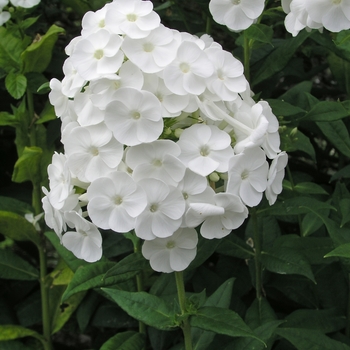 Phlox paniculata 'Danielle' 