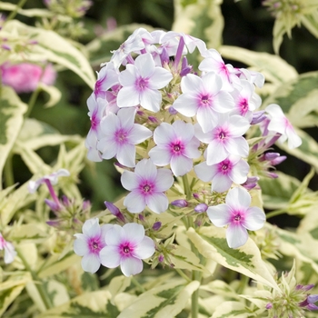 Phlox paniculata 'Creme de Menthe' 