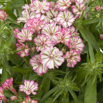 Phlox 'Peppermint Candy' 