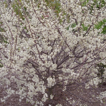 Prunus maritima