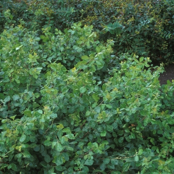 Rhus aromatica 'Gro-Low' (022194)