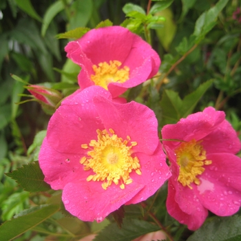 Rosa virginiana