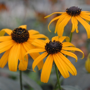 Rudbeckia fulgida 