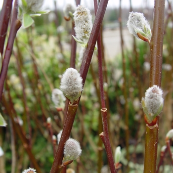 Salix discolor 