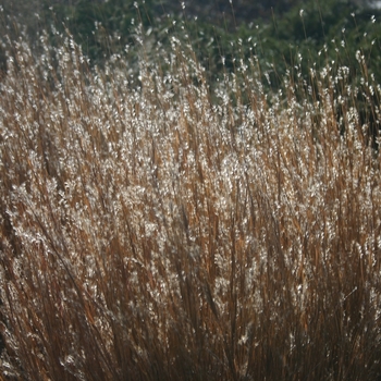 Schizachyrium scoparium 'Carousel' (022199)