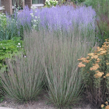 Schizachyrium scoparium 'Carousel' (022200)