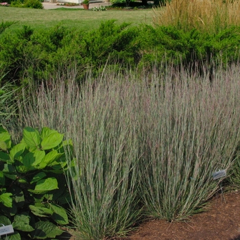 Schizachyrium scoparium 'Carousel' (022201)