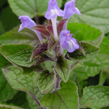 Scutellaria ovata