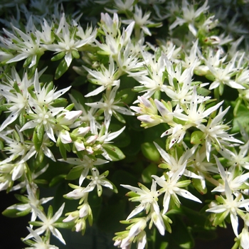 Sedum ternatum 'Larinem Park'