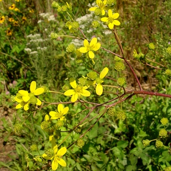Silphium terebinthinaceum '' (022208)