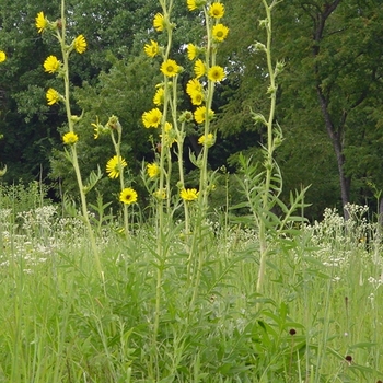 Silphium laciniatum 