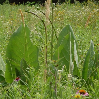 Silphium terebinthinaceum