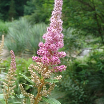 Spiraea tomentosa