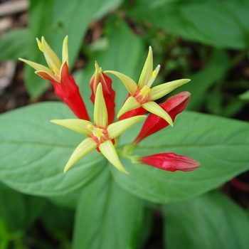 Spigelia marilandica 