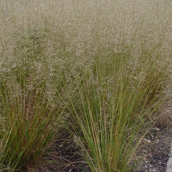 tara heterolepis sporobolus prairie dropseed perennial grasses plant