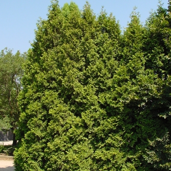 Thuja occidentalis 'Brabant' 