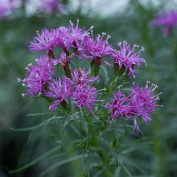 Vernonia lettermannii 'Iron Butterfly' 