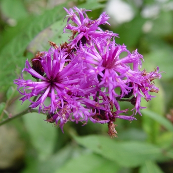 Vernonia noveboracensis