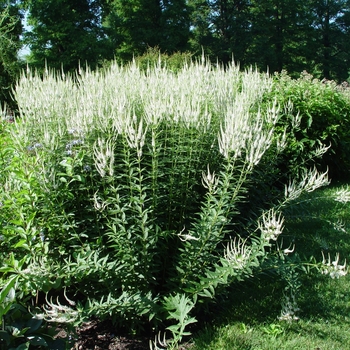 Veronicastrum virginicum