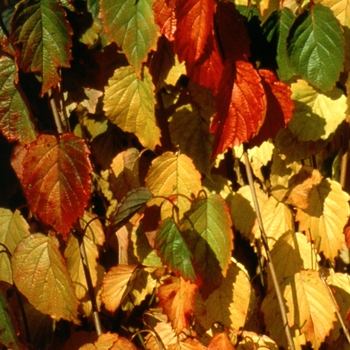 Viburnum dentatum 'Blue Blaze™' 'Blubzam'