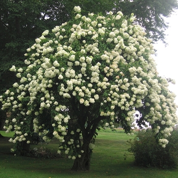 Viburnum lentago