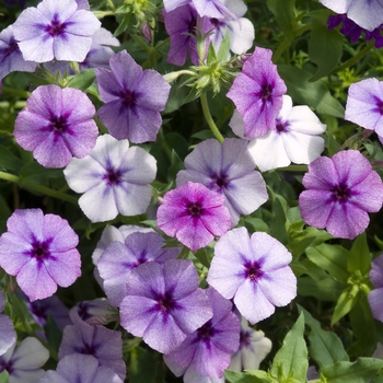 Phlox drummondii 'Astoria Blue' 