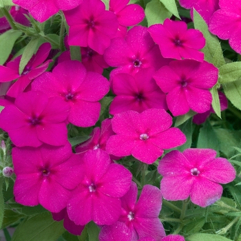 Phlox drummondii 'Astoria Hot Pink' 