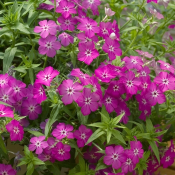 Phlox drummondii 'Astoria Pink White Star' 