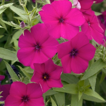 Phlox drummondii 'Astoria Magenta' 