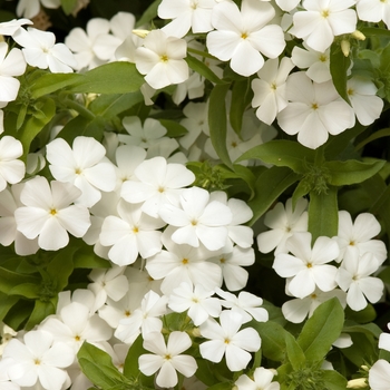 Phlox drummondii 'Astoria White' 