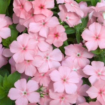 Phlox drummondii 'Astoria Peach' 