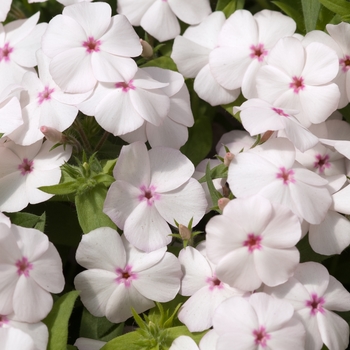 Phlox drummondii 'Astoria Pink Splash' 