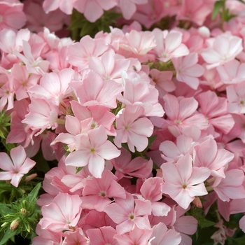 Phlox drummondii 'Diamond Pink' 