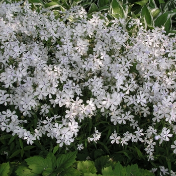 Phlox divaricata 'May Breeze' 