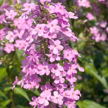 Phlox carolina 'Magnificence' 