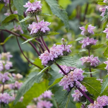 Phlomis tuberosa 'Bronze Flamingo' 