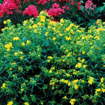 Hypericum kalmianum 'Gemo'