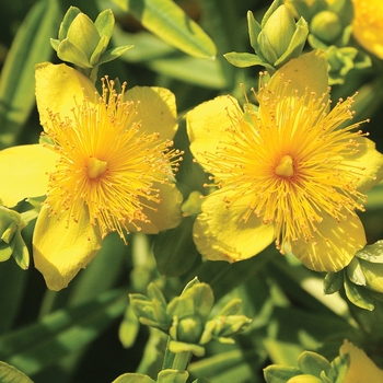 Hypericum kalmianum