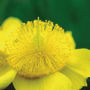 Hypericum frondosum 'Sunburst'