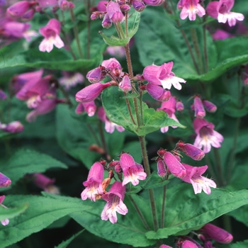 Penstemon smallii