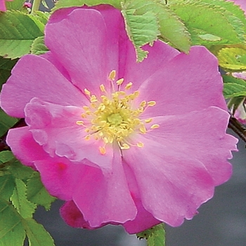 Rosa carolina 