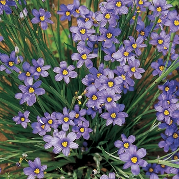 Sisyrinchium angustifolium 'Lucerne' 