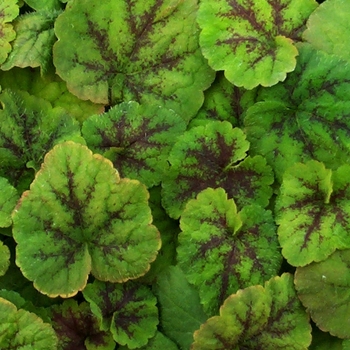 Tiarella cordifolia 'Running Tapestry' 