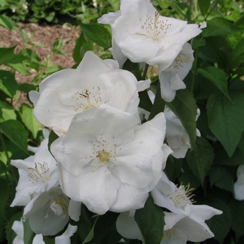 Philadelphus x virginalis 'Natchez' 