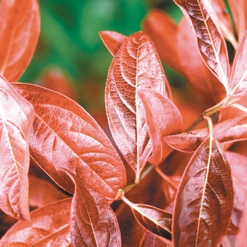 Viburnum nudum 'Winterthur' 