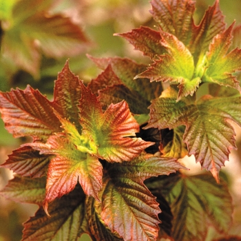 Viburnum trilobum 'Redwing' 