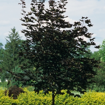 Acer platanoides 'Crimson King' 