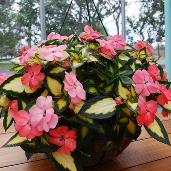 Impatiens SunPatiens® Salmon